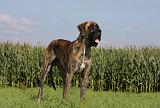 DOGUE ALLEMAND 313